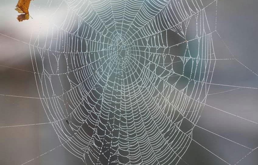 beauty of spiders