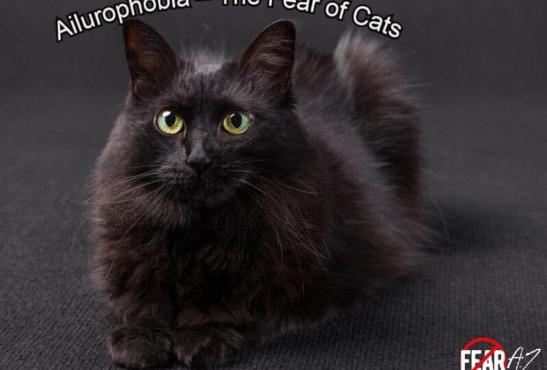 The Fear of Cats-Ailurophobia