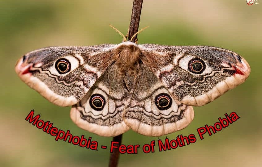 Mottephobia – Fear of Moths