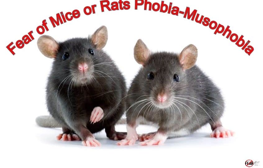 Fear of Mice or Rats -Musophobia